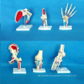 Human Joint Anatomic Skeletal Functions Model for Medical Teaching (R020902)